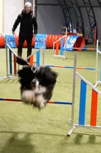 Read more about the article Agility, jumping