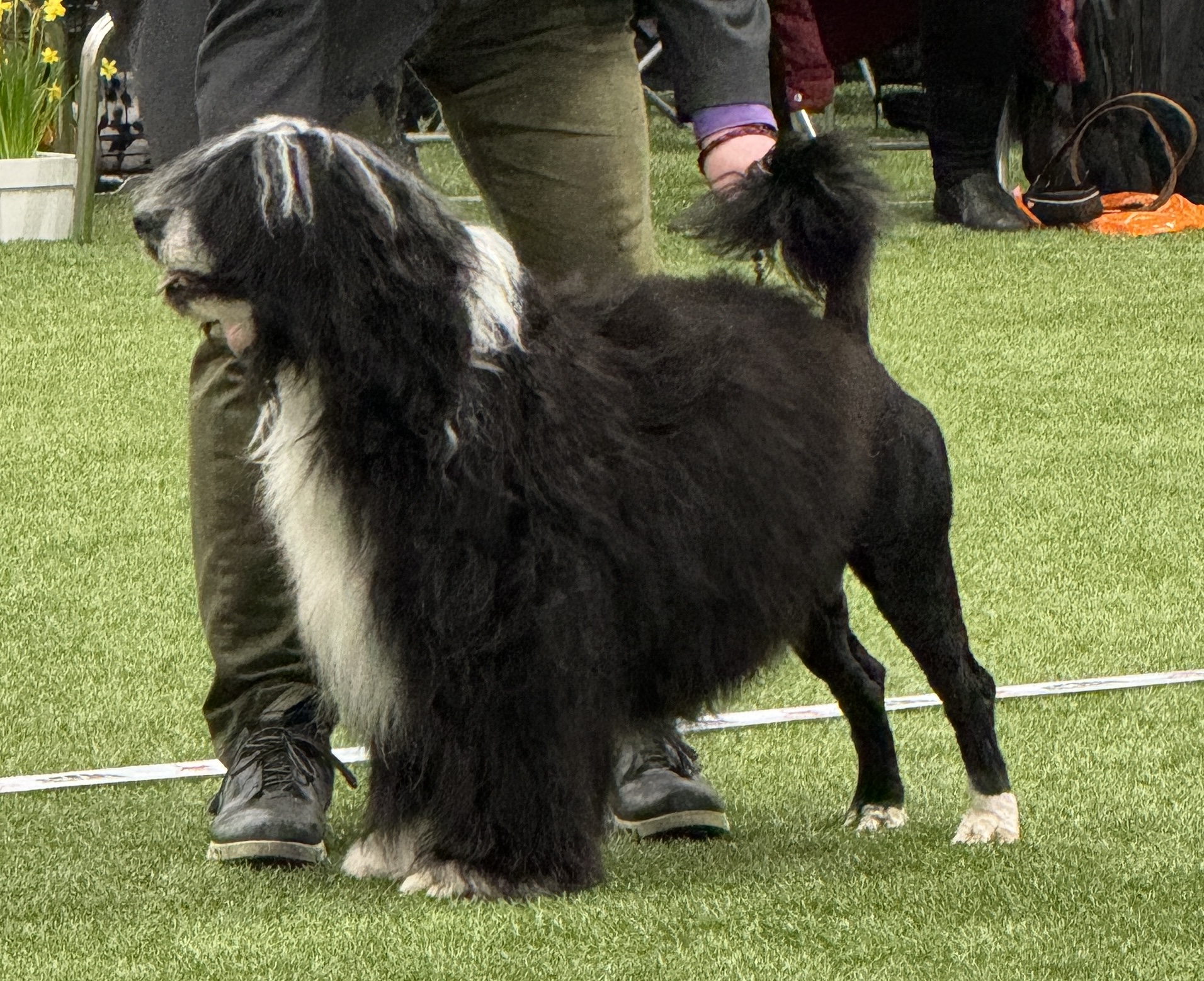 Read more about the article National Dog Show in the Easter