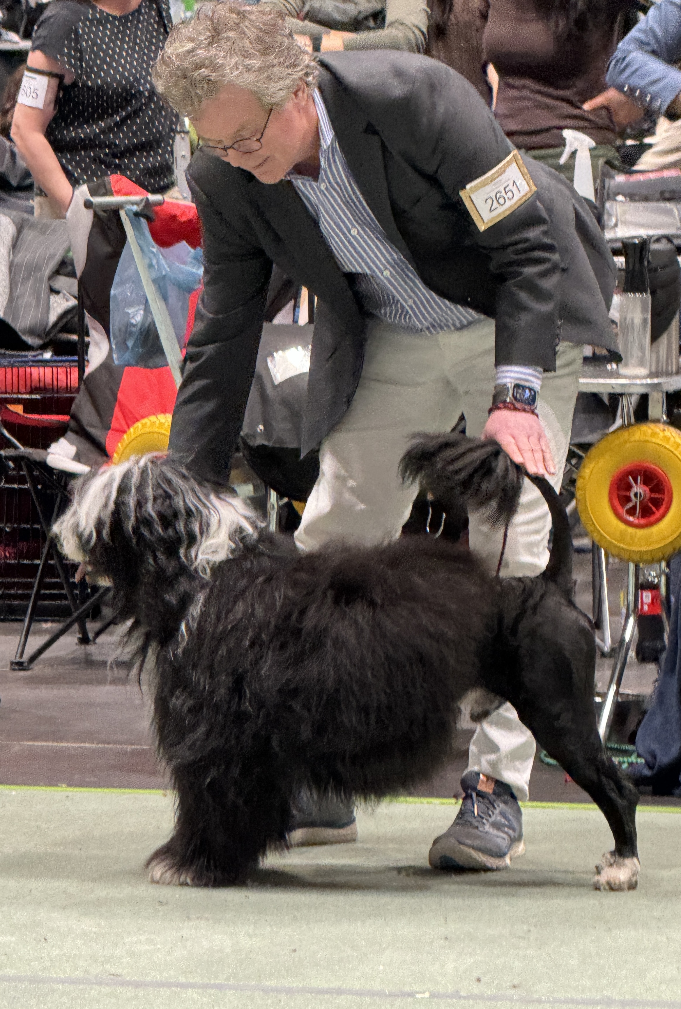 Read more about the article International Dog Show in Kristiansand