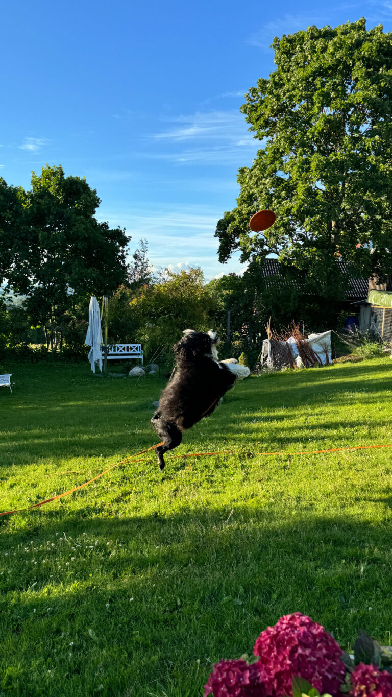 Frisbee Activity