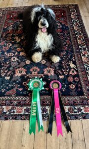 Read more about the article National Dog Show in Asrum