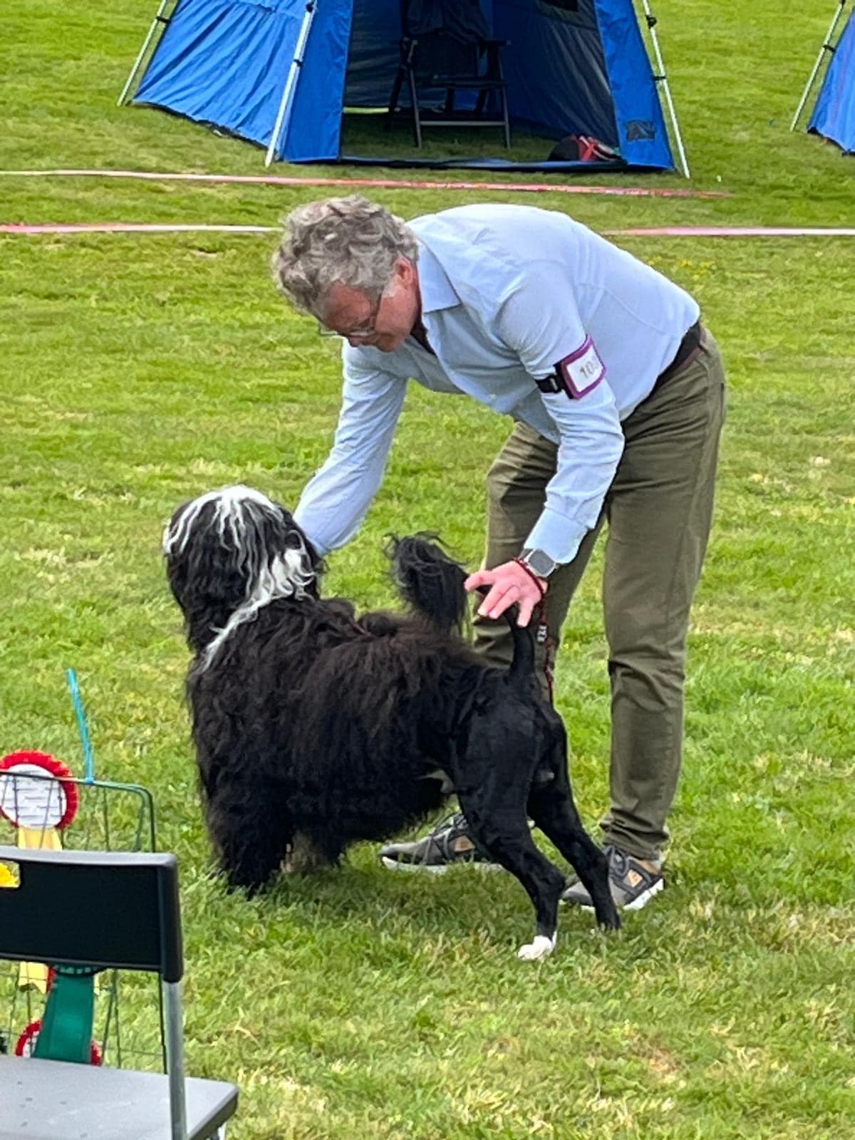 Read more about the article The National Speciality for Portuguese Waterdogs