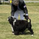 International Dog Show in Märsta