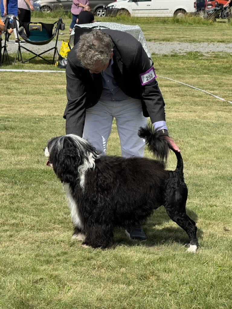 International Dog Show in Märsta