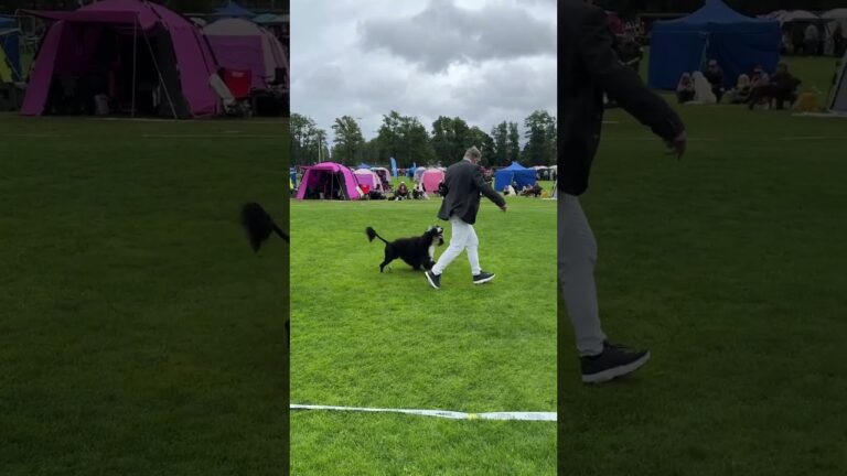 International Dog Show in Västerås