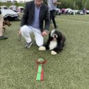 Nordic/International Dog Show in Fauske